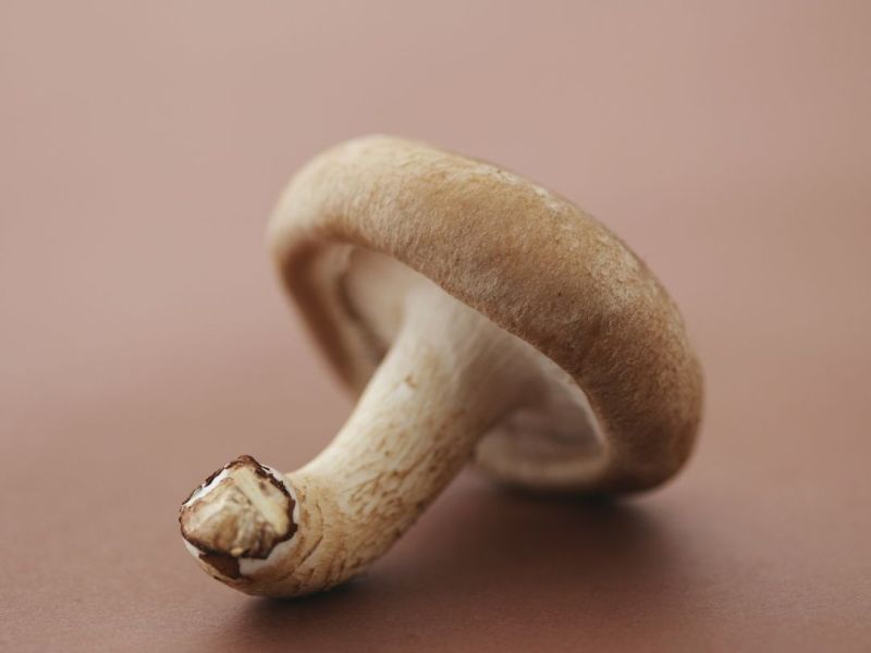 La vitamine D & Régulation&nbsp;Hormonale